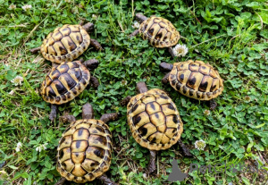 Фото №2 к объявлению №143771 о продаже  - купить в Австрии заводчик