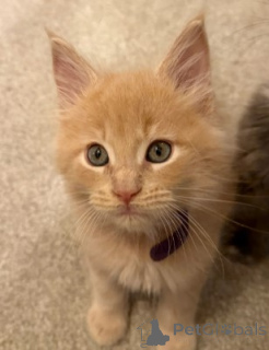 Фото №2 к объявлению №160422 о продаже мейн-кун - купить в Германии заводчик