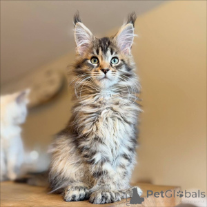 Фото №3. Вы не поверите, насколько большие лапы у этого котенка. Германия