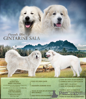 Фото №2 к объявлению №30258 о продаже пиренейскую горную собаку - купить в Литве из питомника