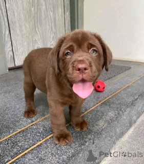 Фото №2 к объявлению №162689 о продаже  - купить в США 