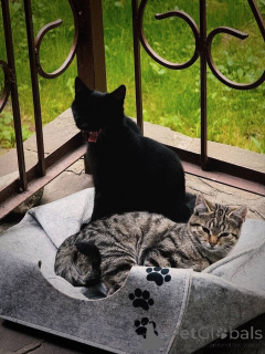 Фото №4. Продам  в Москве реке частное объявление - цена Бесплатно