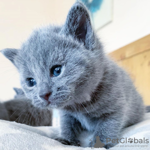 Фото №3. русские голубые котята. Россия