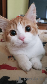 Фото №1. турецкий ван - купить в Айзлинген за 37107₽. Объявление №157792