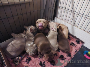 Фото №2 к объявлению №160264 о продаже французского бульдога - купить в США частное объявление