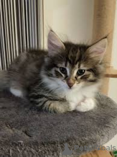 Фото №3. МЬЮТЭВАНЭ НОРДЖАН МЕТСЭН КИСУНПЕННУЯ. Финляндия