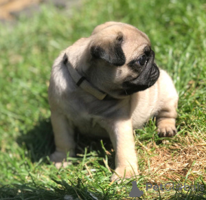 Фото №3. Cute pug puppies available for free adoption.  Германия