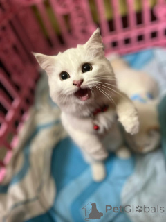 Фото №2 к объявлению №163092 о продаже персидская - купить в Германии частное объявление, из приюта