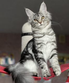 Фото №2 к объявлению №163190 о продаже мейн-кун - купить в Германии заводчик