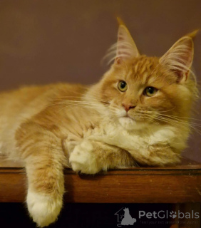 Фото №2 к объявлению №158077 о продаже мейн-кун - купить в США частное объявление