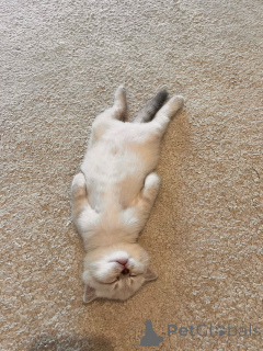 Фото №4. Продам британскую короткошёрстную в Страсбург частное объявление - цена 55660₽