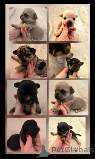 Фото №2 к объявлению №163892 о продаже чихуахуа - купить в Сербии заводчик