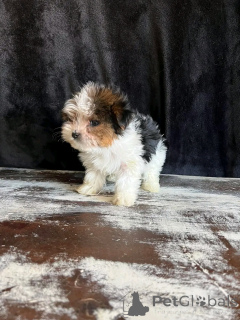 Фото №3. Beaver Yorkshire Terrier щенки для усыновления.  США