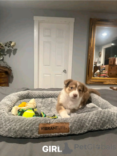 Фото №2 к объявлению №138997 о продаже австралийскую овчарку - купить в США частное объявление, заводчик