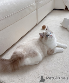 Фото №2 к объявлению №164544 о продаже рэгдолл - купить в Финляндии заводчик