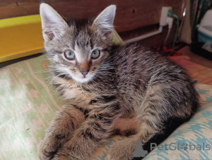 Фото №3. Котята в добрые руки. Россия