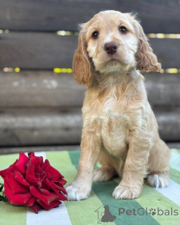 Фото №2 к объявлению №160392 о продаже английского кокер-спаниеля - купить в Финляндии частное объявление