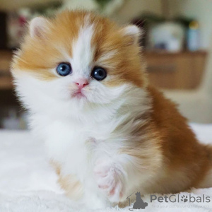 Фото №3. Познакомьтесь с Джаспером, маленьким британским джентльменом с глазами, полными. Швейцария