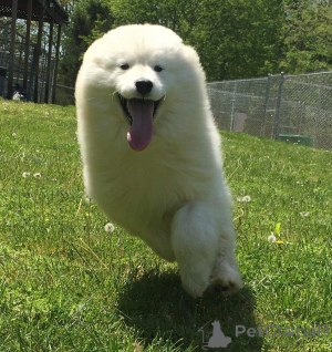 Фото №3. Самоджед мужчина.  Германия