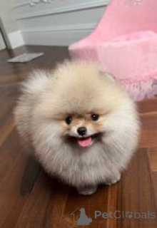 Фото №1. померанский шпиц - купить в Берлине за 37107₽. Объявление №164739