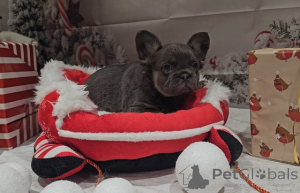 Фото №3. Пушистый француз.  Австралия