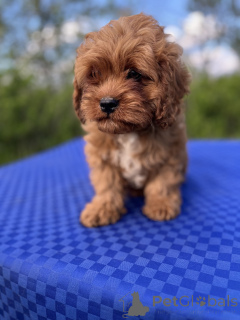 Фото №2 к объявлению №139109 о продаже кавапу - купить в Украине частное объявление, из питомника, заводчик