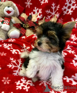 Фото №2 к объявлению №126839 о продаже  - купить в Франции 