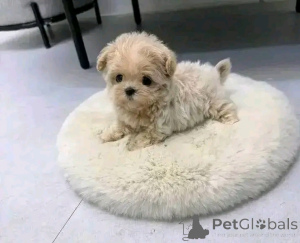 Фото №4. Продажа мальтипу в Чикаго заводчик - цена 39426₽