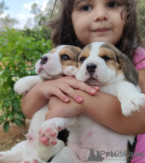 Фото №3. Beagle Puppy.  Германия