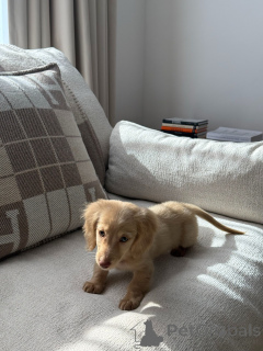 Фото №1. такса - купить в Мюнхене за договорная. Объявление №165633