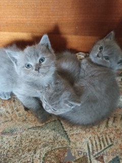 Фото №2 к объявлению №139095 о продаже шотландская (скоттиш страйт) - купить в Грузии частное объявление