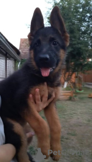 Фото №3. Немецкая овчарка.  Сербия