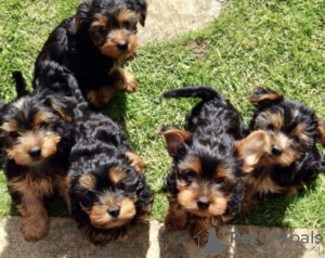 Фото №3. Teacup Yorkshire Terrier Puppy for free adoption.  Германия