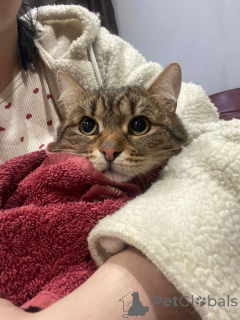 Фото №3. Ласковый малыш МурАмур ищет любящую семью!. Россия