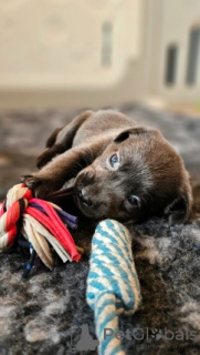 Фото №4. Продажа лабрадор-ретривера в Франкфурт-на-Майне заводчик - цена договорная