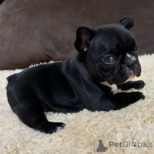 Фото №3. Очаровательные 8-недельные французские бульдоги щенки готовы к своим домам.  Великобритания