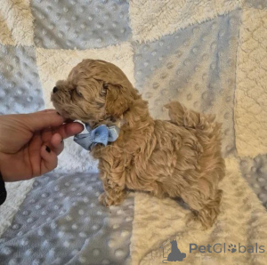 Фото №1. мальтипу - купить в Августдорф за договорная. Объявление №167673