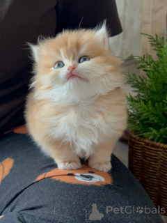 Фото №1. персидская - купить в Бремен за договорная. Объявление №165344