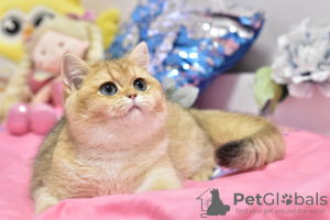 Дополнительные фото: Шикарный британский короткошерстный котенок в окрасе золотая шиншилла ny 11