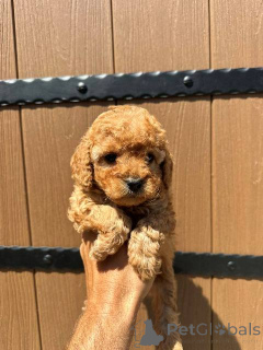 Фото №3. Той-пудель первоклассной родословной..  Сербия