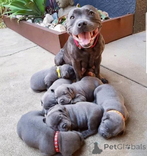 Фото №1. стаффордширский бультерьер - купить в Вильнюсе за договорная. Объявление №159983