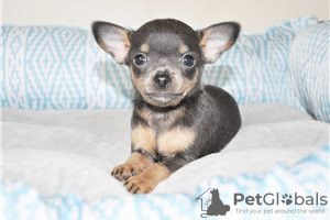 Фото №3. Adorable Chihuahua Puppies for free adoption.  Германия