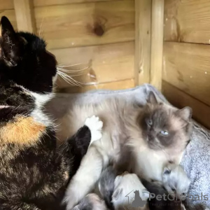 Фото №2 к объявлению №167251 о продаже рэгдолл - купить в Германии частное объявление