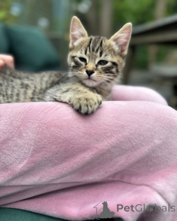 Фото №2 к объявлению №148564 о продаже бенгальская - купить в Германии заводчик