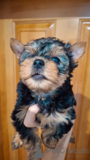 Фото №2 к объявлению №164293 о продаже бивер-йоркширского терьера, йоркширского терьера - купить в Эстонии частное объявление, из питомника, заводчик