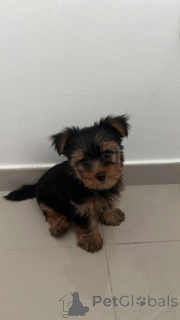 Фото №2 к объявлению №137575 о продаже пуделя (королевского), пуделя (той) - купить в США заводчик