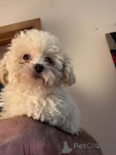 Фото №1. пудель (той) - купить в Фленсбург за 64937₽. Объявление №167605