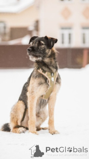 Фото №2 к объявлению №138977 о продаже беспородную - купить в России частное объявление