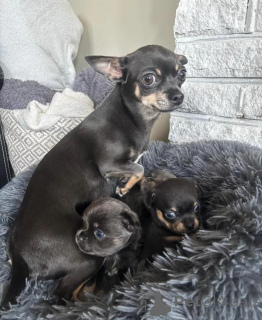 Фото №2 к объявлению №167681 о продаже  - купить в Германии 