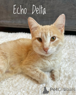 Фото №1. беспородная - купить в Мюнхене за 37107₽. Объявление №150628